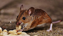 24 Hour & Emergency Exterminators in Gassaway, WV